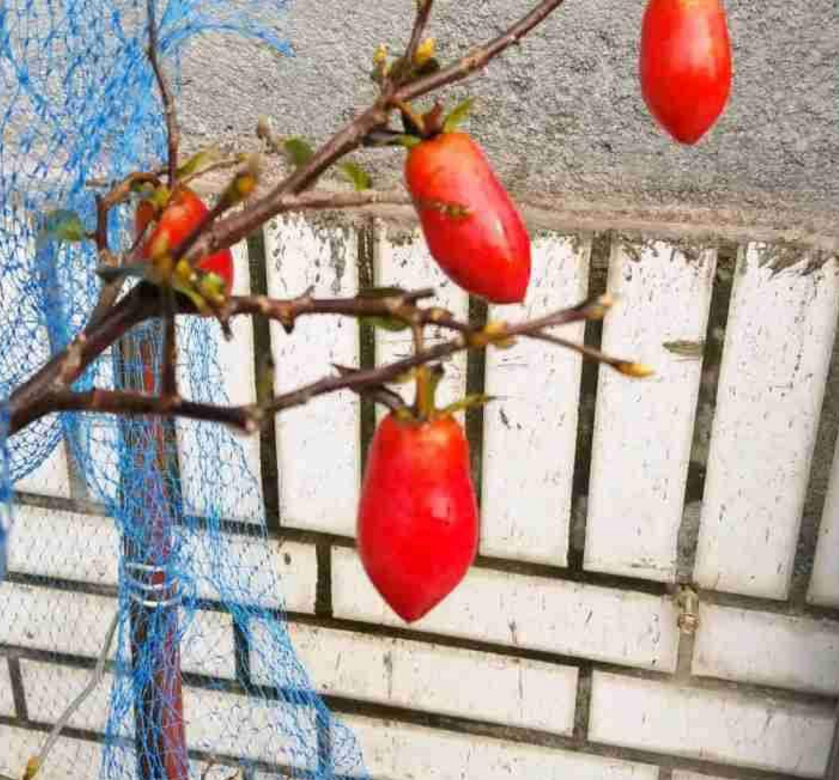 宁夏枸杞贵啊，出去买不是还得花钱嘛，花友自己种上几盆