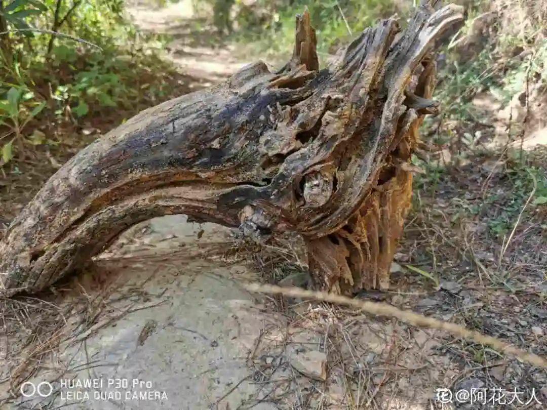 过完年，垃圾桶周围多了不少花，又要开始捡破烂儿了 （年过完了，花友们准备好了吗？）