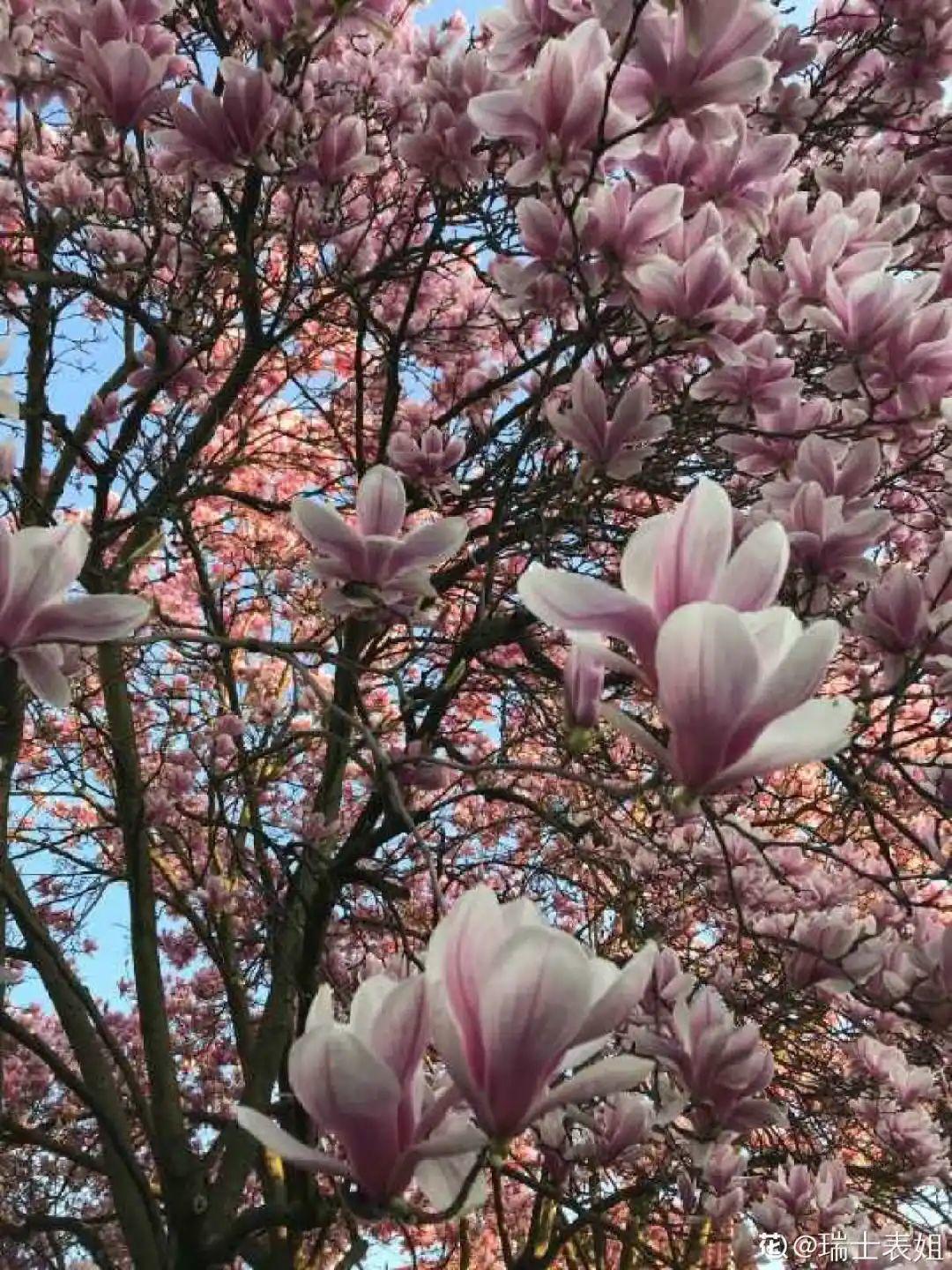 院子里种3种花，气质更高级，谁见都要夸 （养花人最初的梦想，可以从这几个院子里种下面几种花）