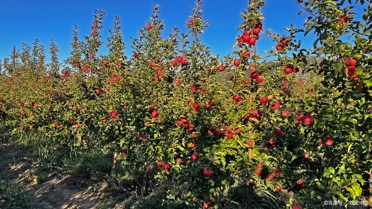 苹果黑星病：病因、症状、防治方法详解